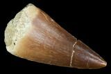 Mosasaur (Prognathodon) Tooth - Morocco #101074-1